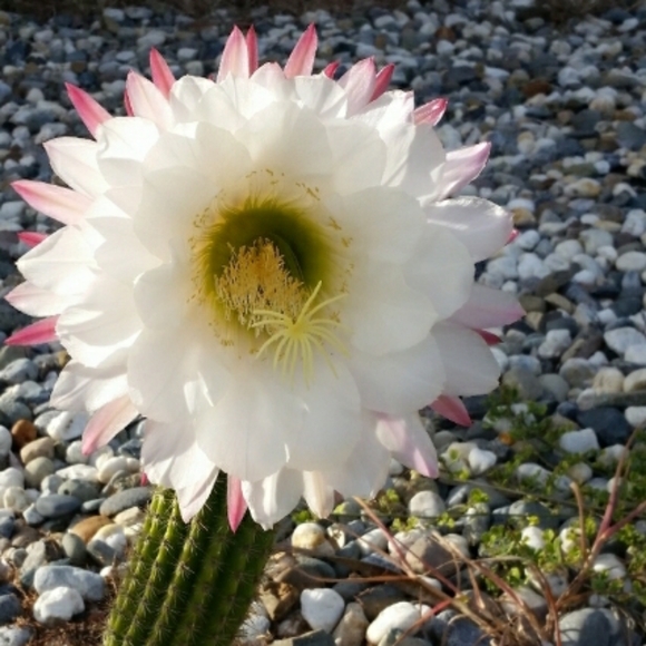 Meet the Posher - Picture 1 of 4